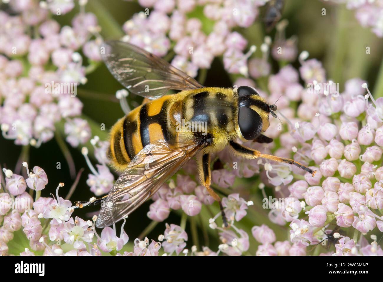 Un 'Batman hoverfly' (Myathropa florea) reposant au soleil. Photographié à Sunderland, dans le nord-est de l'Angleterre. Banque D'Images