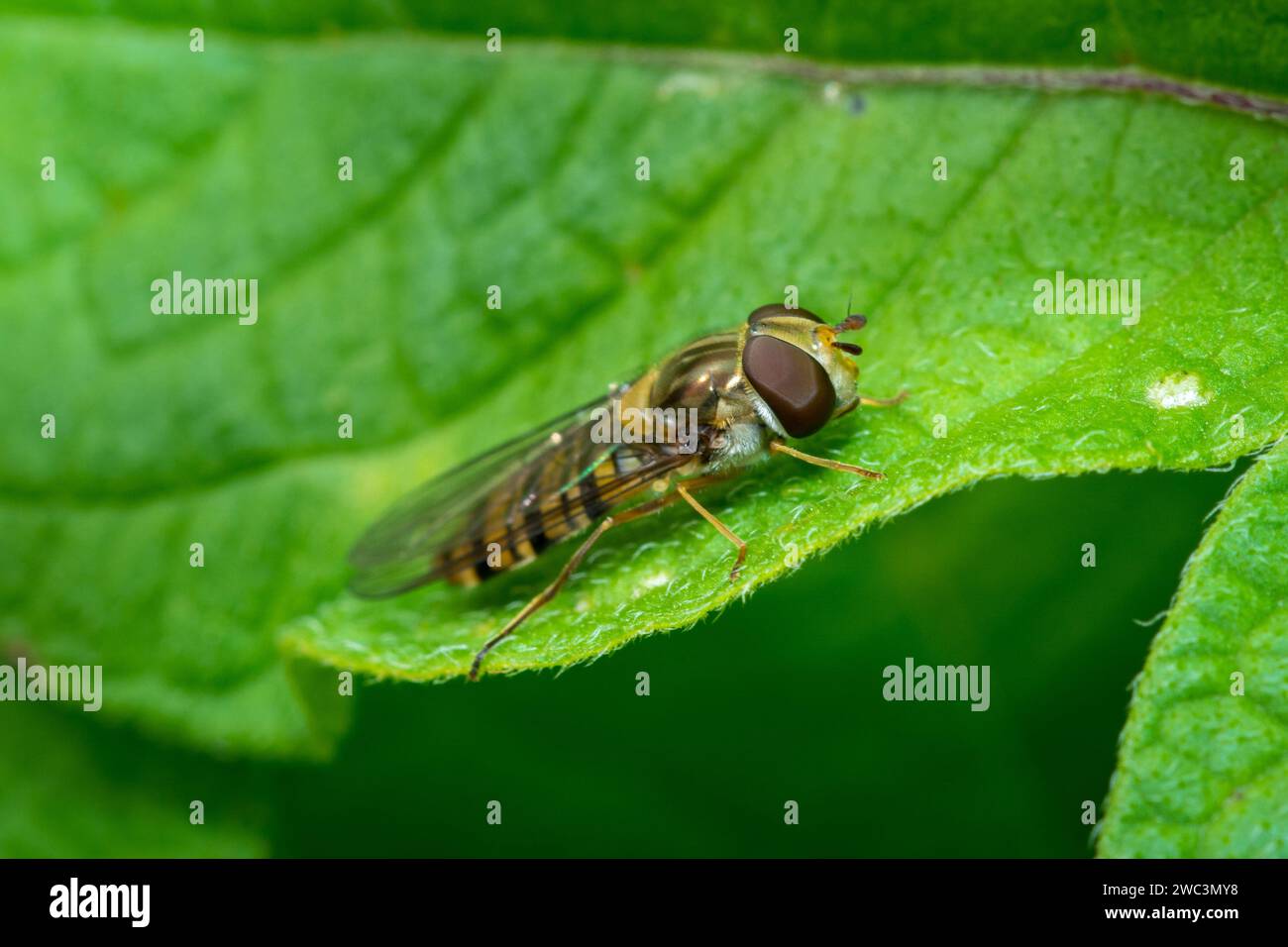 Un aéroglisseur non identifié reposant sur une feuille. Photographié à Sunderland, dans le nord-est de l'Angleterre Banque D'Images