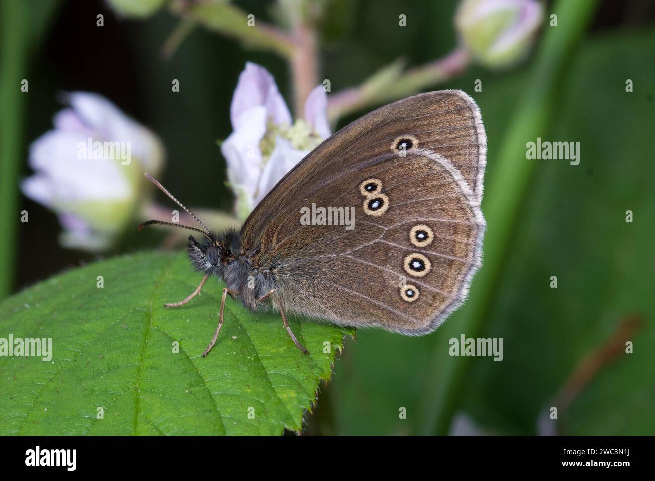 Papillon annelet (Aphantopus hyperantus) reposant sur une feuille. Photographié à Thornley Woods près de Gateshead, dans le nord-est de l'Angleterre Banque D'Images