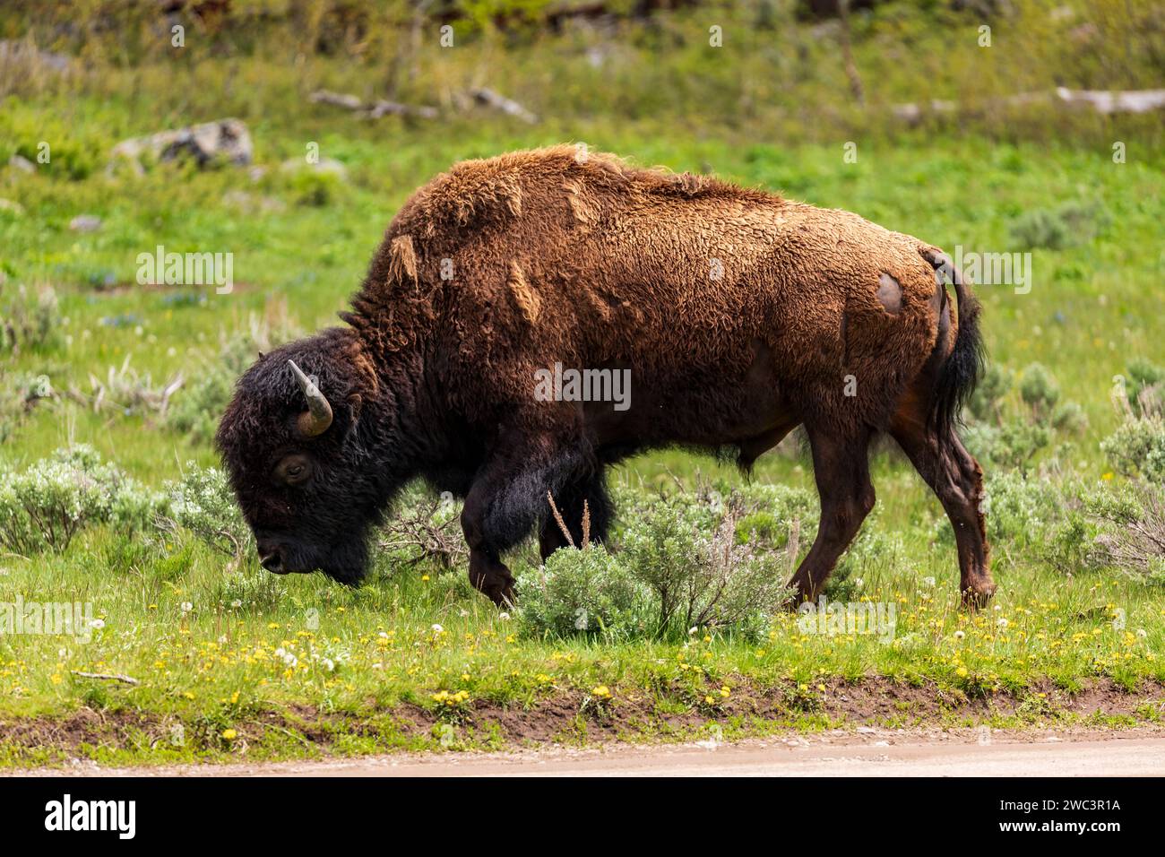 Grand buffle nord-américain sauvage, bison, pâturant sur prairie d'herbe printanière verte Banque D'Images