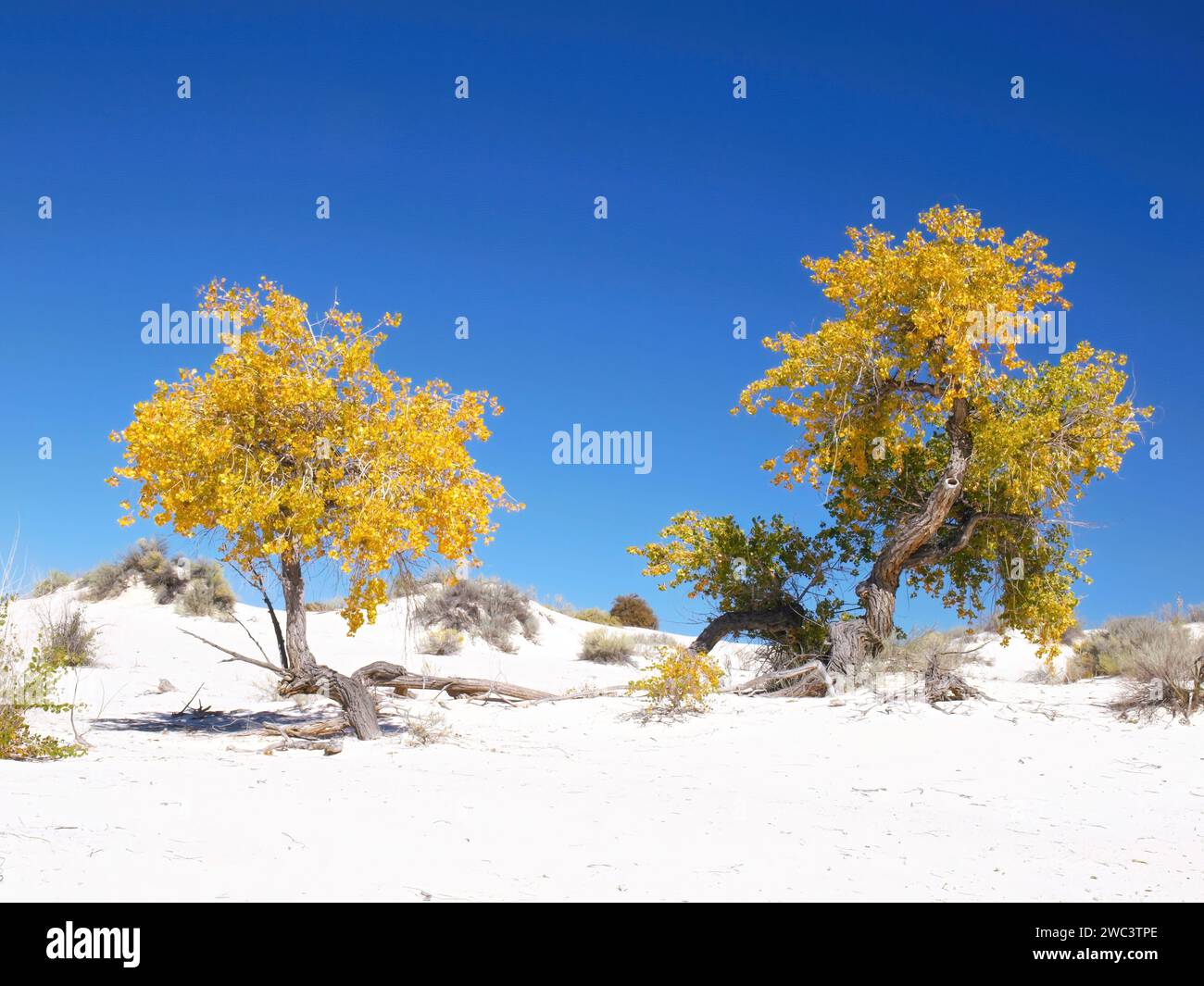 Cottonwoods d'automne au parc national de White Sands Banque D'Images