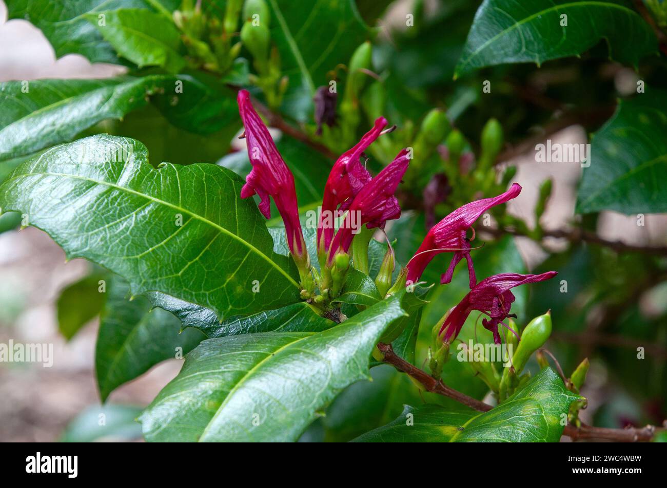 Sydney Australie, floraison Mount Blackwood Holly arbuste originaire d'Australie Banque D'Images