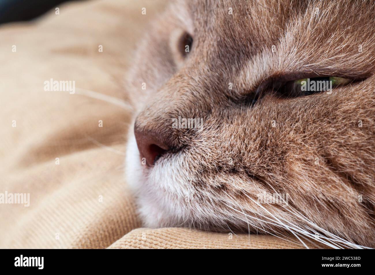 Chat brun au repos, gros plan Banque D'Images