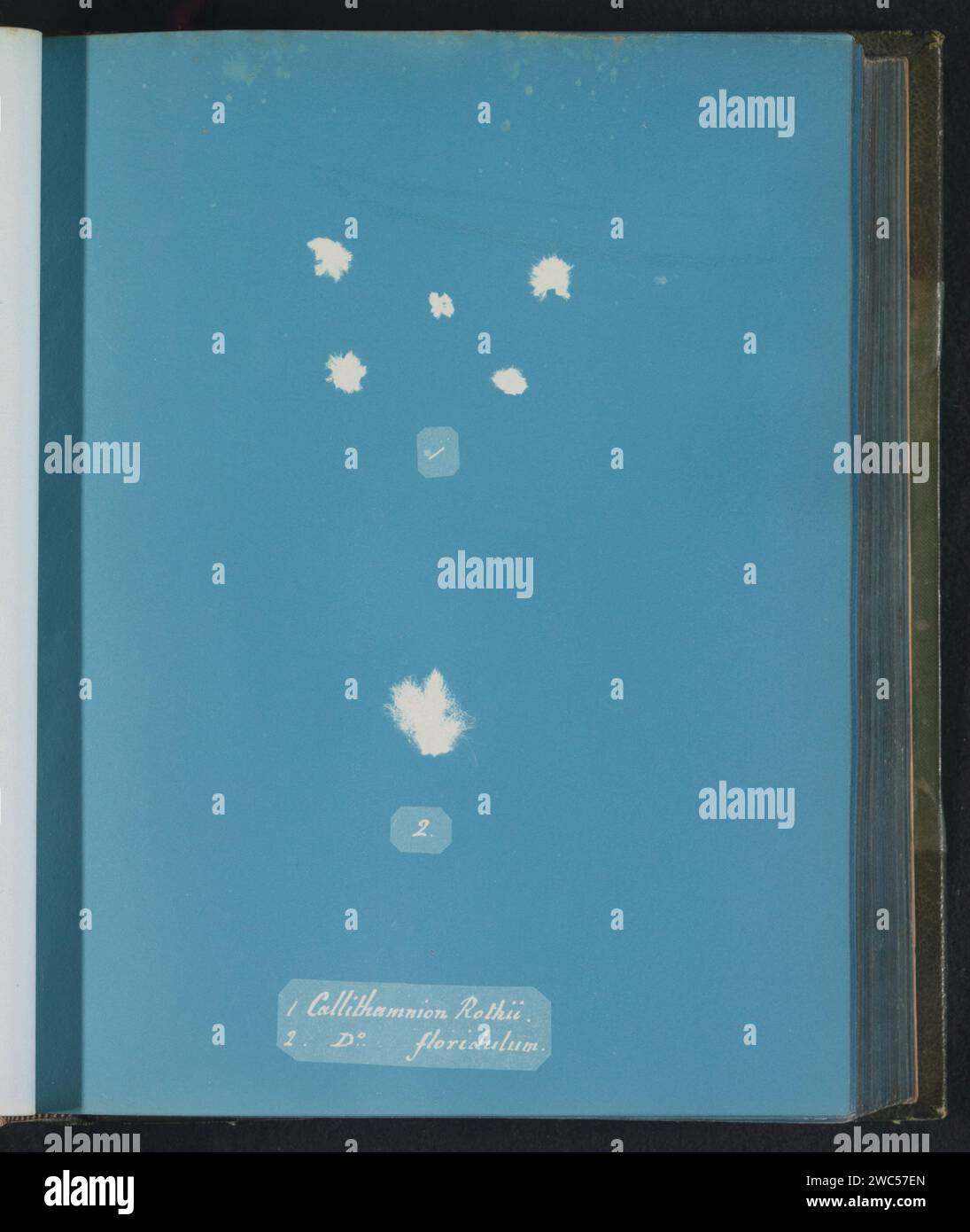 Callithamnion rothii [&] D[itt]o floridulum, Anna Atkins, c. 1843 - c. 1853 photographie Royaume-Uni support photographique algues cyanotypes, algues marines Banque D'Images