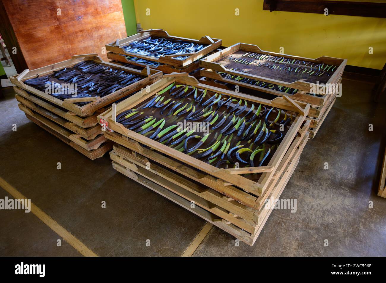 Gousses de vanille séchant sur des racks dans une plantation à Saint Aubin, Maurice Banque D'Images