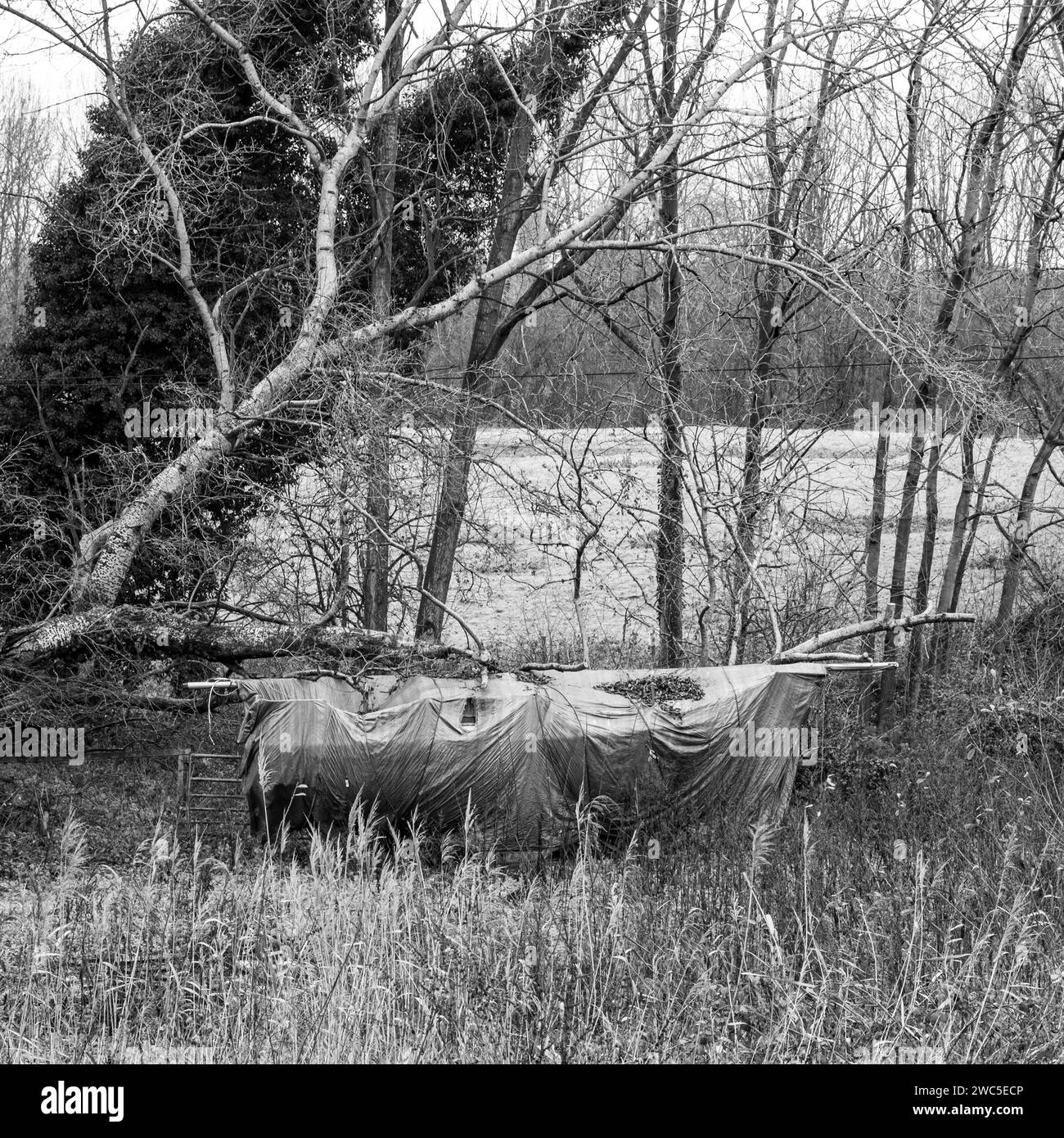 Image en noir et blanc d'un bateau entreposé endommagé par un arbre tombé dans des terres agricoles Banque D'Images
