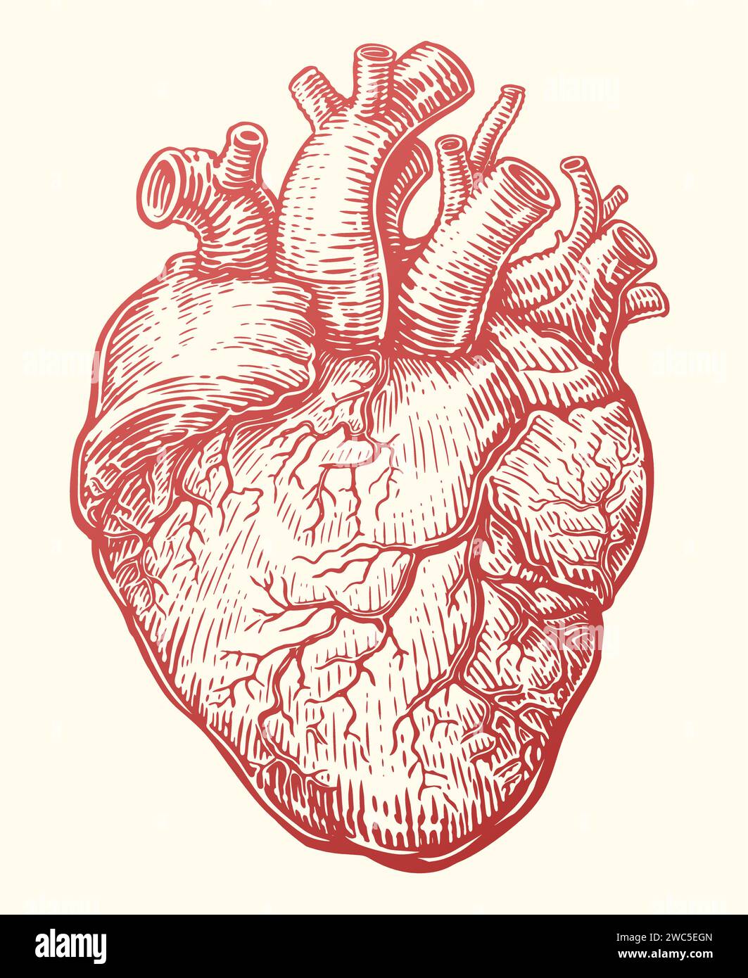 Esquisse de coeur. Organe humain anatomique avec système veineux, battement cardiaque. Illustration vectorielle dessinée à la main Illustration de Vecteur