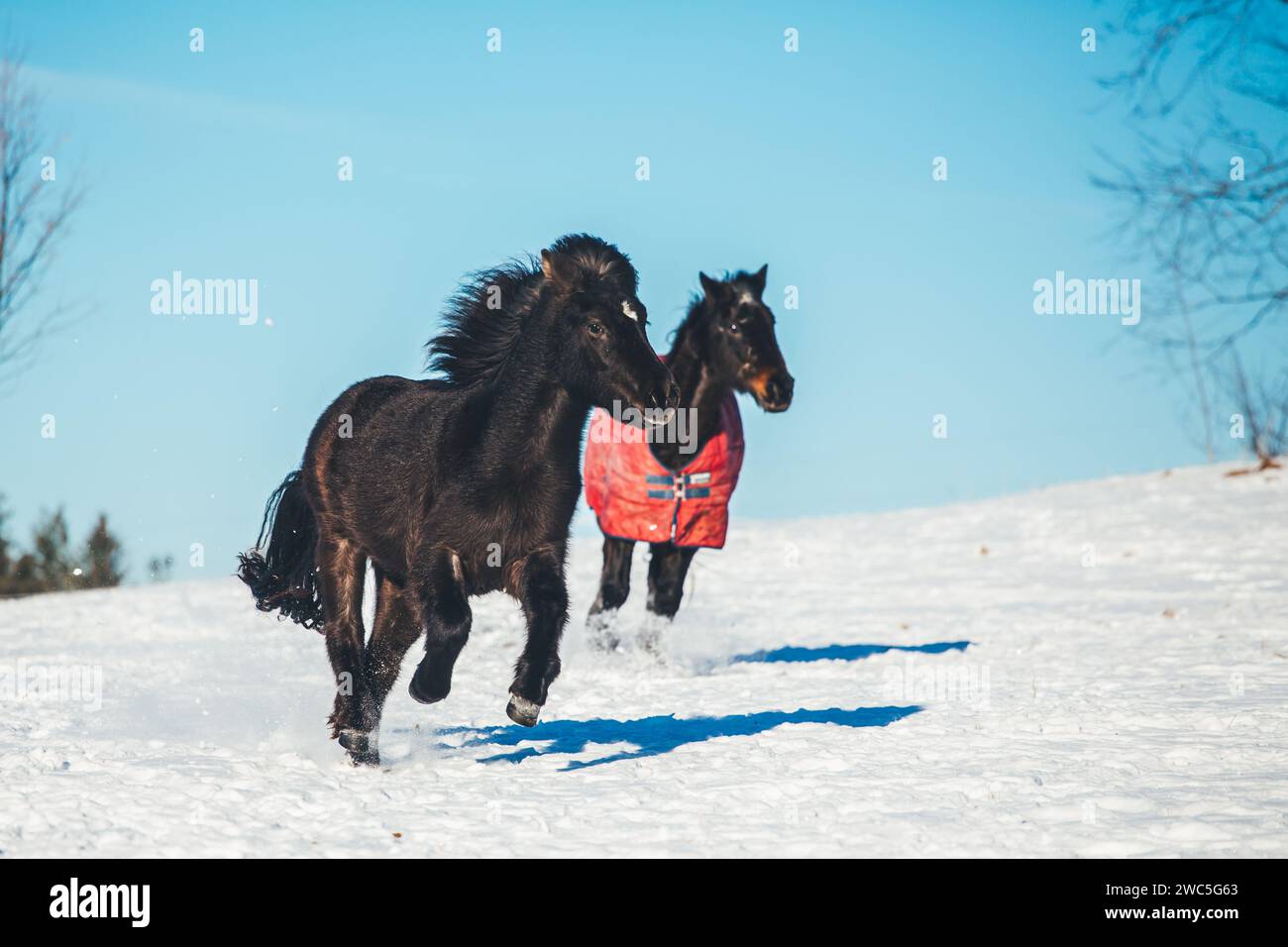 Jeune cheval islandais et vieux cheval de sang chaud en hiver Banque D'Images