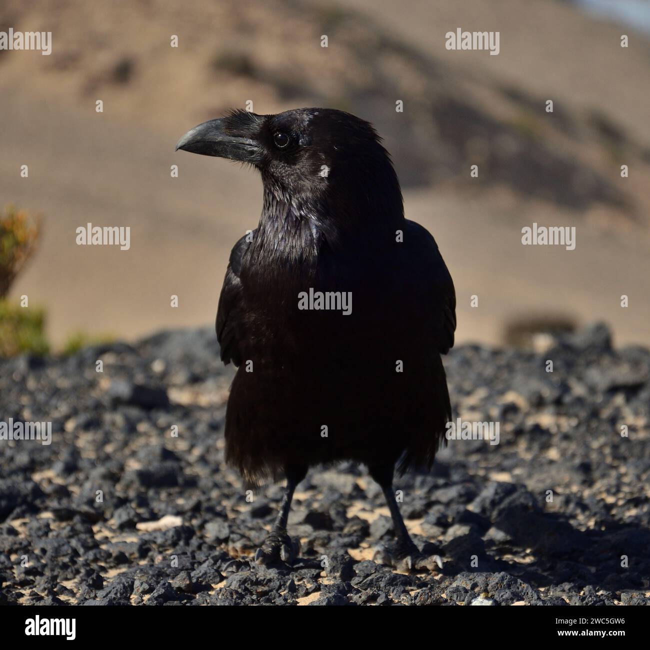 Beau corbeau au premier plan et regardant sur le côté, corvus corax canariensis, île de Fuerteventura, Espagne Banque D'Images
