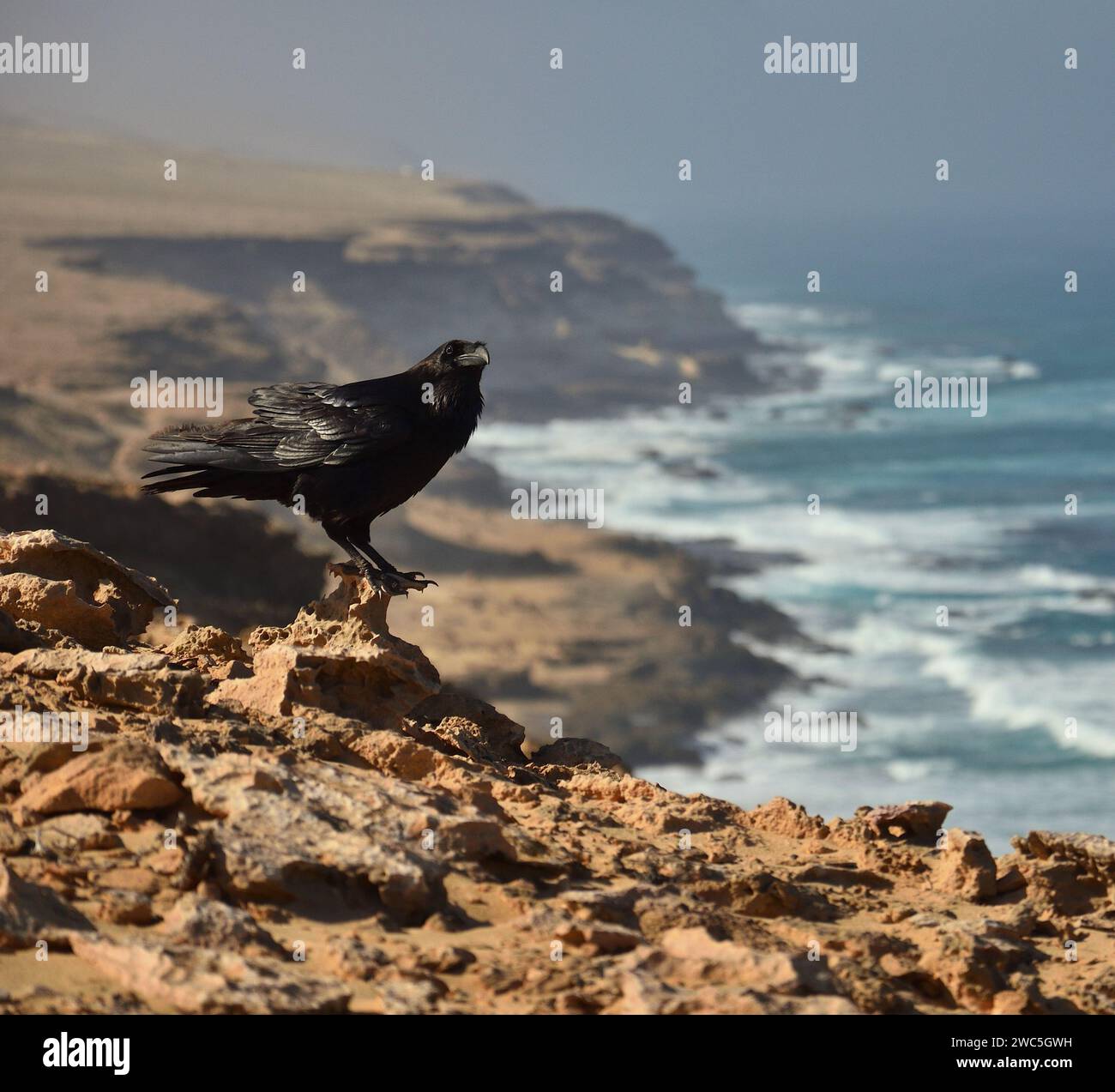 Beau corbeau perché sur un rocher dans la côte nord du parc naturel de Jandia, île de Fuerteventura, îles Canaries Banque D'Images