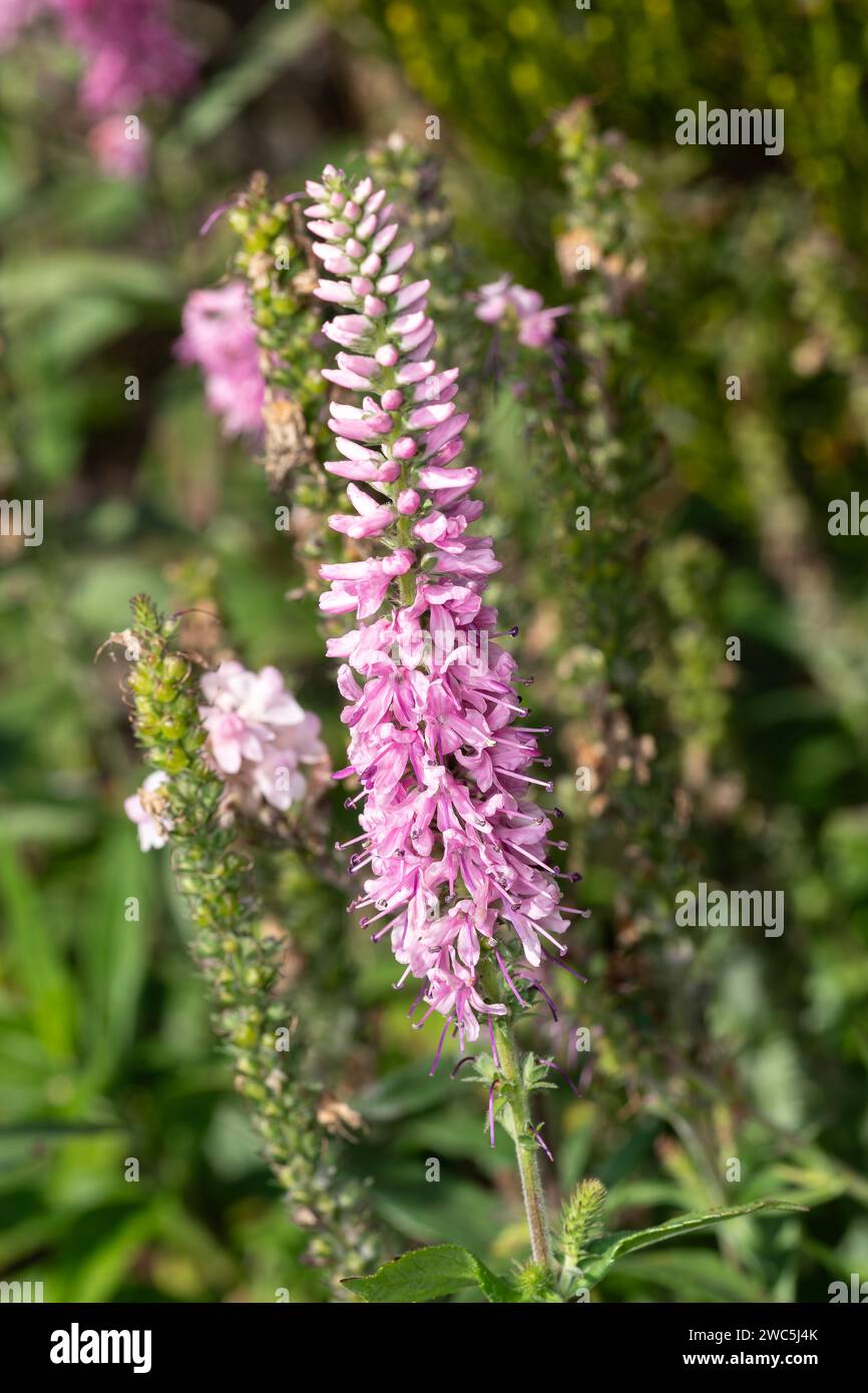 Veronica 'Pink Damask' une plante à fleurs d'été avec une fleur rose d'été communément connue sous le nom de speedwell, image photo stock Banque D'Images