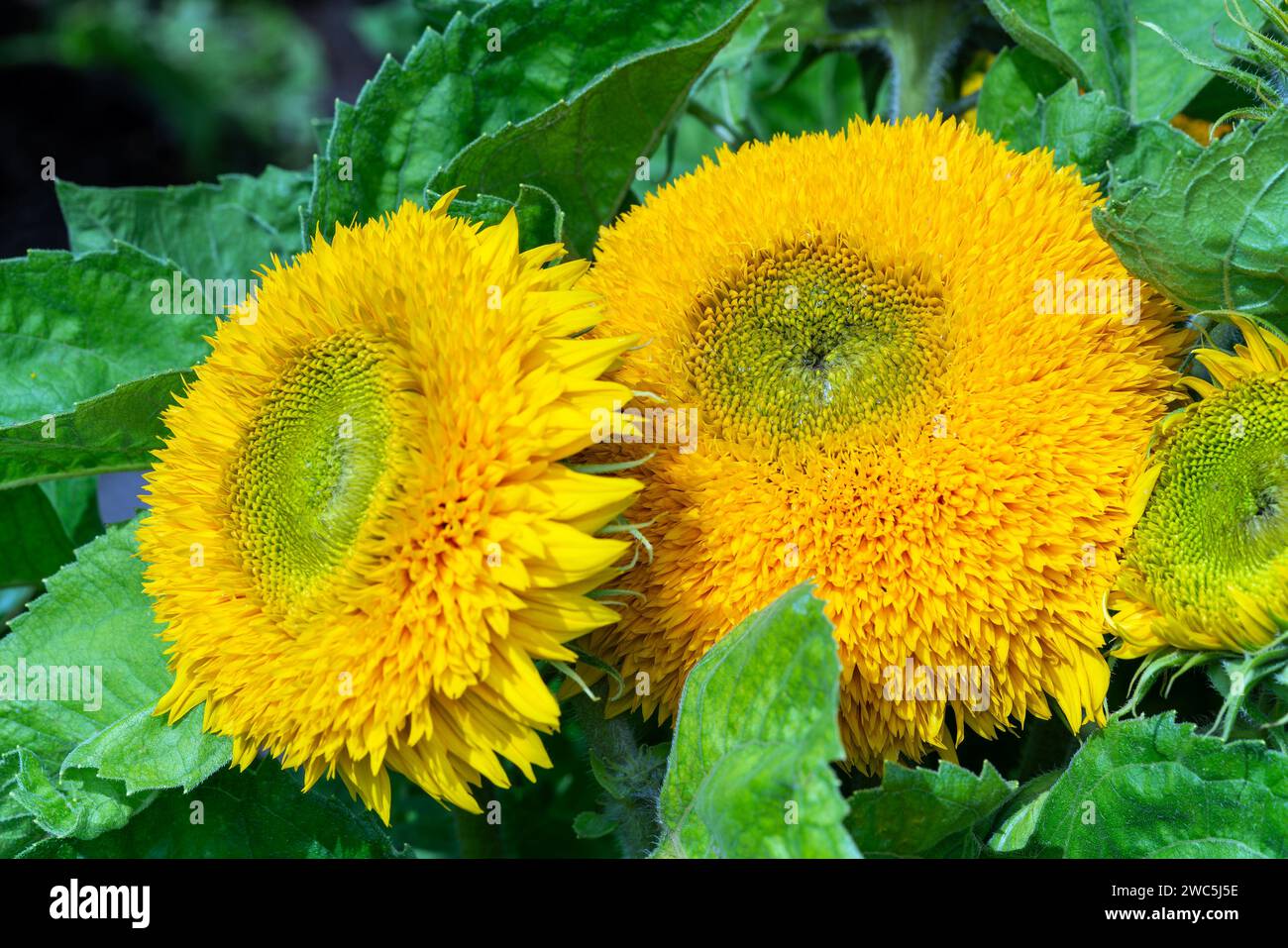 Helianthus annuus 'Teddy Bear' une plante à double fleur duveteuse d'été avec une fleur jaune d'été communément connue sous le nom de Dwarf Sungold, stock photo imag Banque D'Images
