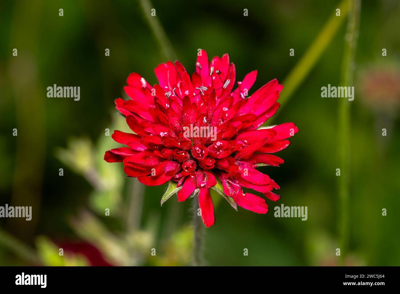 Knautia macedonica une plante à fleurs d'été avec une fleur rouge cramoisi d'été communément appelée macédonienne scabious, image photo stock Banque D'Images