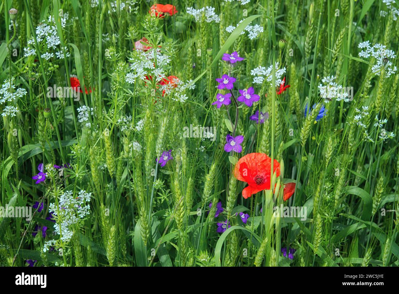 Fleurs sauvages dans un champ Banque D'Images