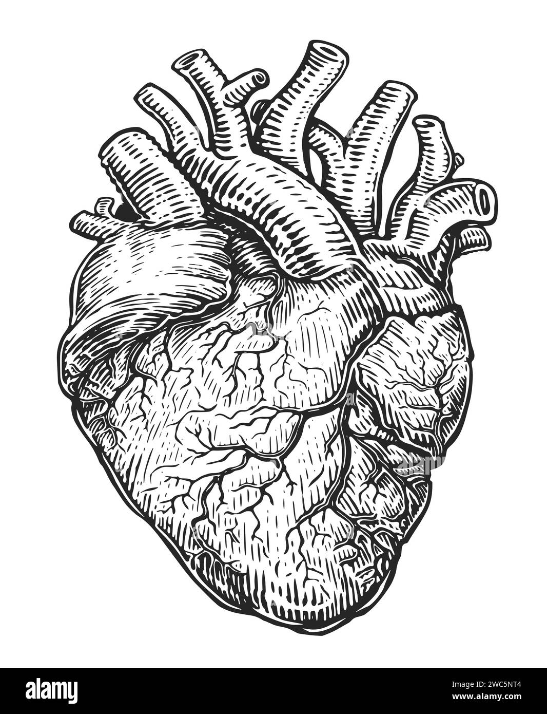Coeur humain avec des veines, croquis isolé sur fond blanc. Illustration vectorielle dessinée à la main dans le style de gravure vintage Illustration de Vecteur