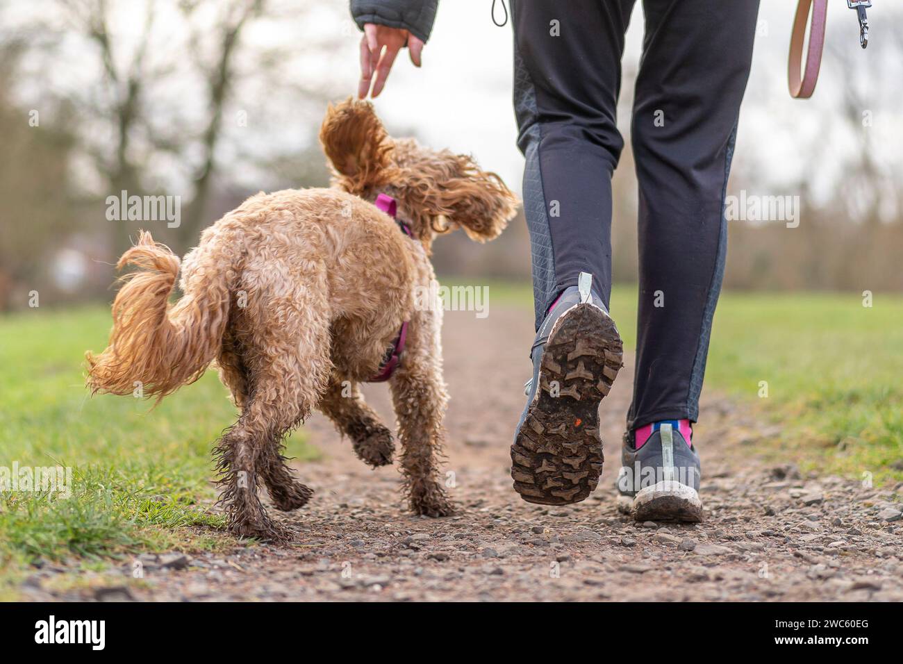 Kidderminster, Royaume-Uni. 14 janvier 2024. Météo au Royaume-Uni : avec des conditions humides et pluvieuses dans les Midlands aujourd'hui, les propriétaires de chiens profitent d'une pause sous la pluie pour sortir leurs animaux de compagnie pour profiter d'une promenade humide et boueuse le week-end ! Crédit : Lee Hudson/Alamy Live News Banque D'Images Kidderminster, Royaume-Uni. 14 janvier 2024. Météo au Royaume-Uni : avec des conditions humides et pluvieuses dans les Midlands aujourd'hui, les propriétaires de chiens profitent d'une pause sous la pluie pour sortir leurs animaux de compagnie pour profiter d'une promenade humide et boueuse le week-end ! Crédit : Lee Hudson/Alamy Live News Banque D'Images