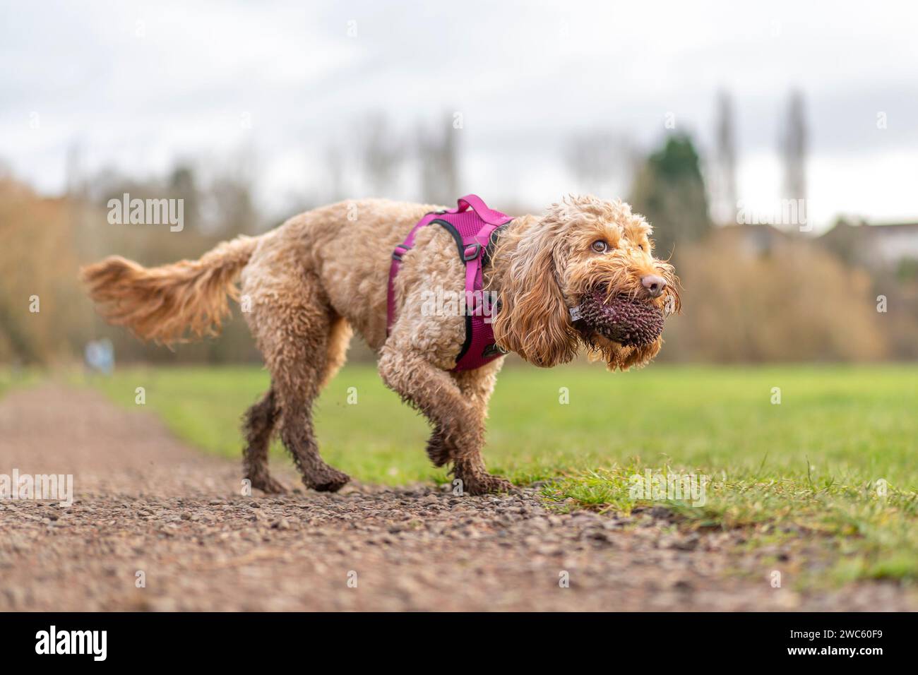 Kidderminster, Royaume-Uni. 14 janvier 2024. Météo au Royaume-Uni : avec des conditions humides et pluvieuses dans les Midlands aujourd'hui, les propriétaires de chiens profitent d'une pause sous la pluie pour sortir leurs animaux de compagnie pour profiter d'une promenade humide et boueuse le week-end ! Crédit : Lee Hudson/Alamy Live News Banque D'Images Kidderminster, Royaume-Uni. 14 janvier 2024. Météo au Royaume-Uni : avec des conditions humides et pluvieuses dans les Midlands aujourd'hui, les propriétaires de chiens profitent d'une pause sous la pluie pour sortir leurs animaux de compagnie pour profiter d'une promenade humide et boueuse le week-end ! Crédit : Lee Hudson/Alamy Live News Banque D'Images