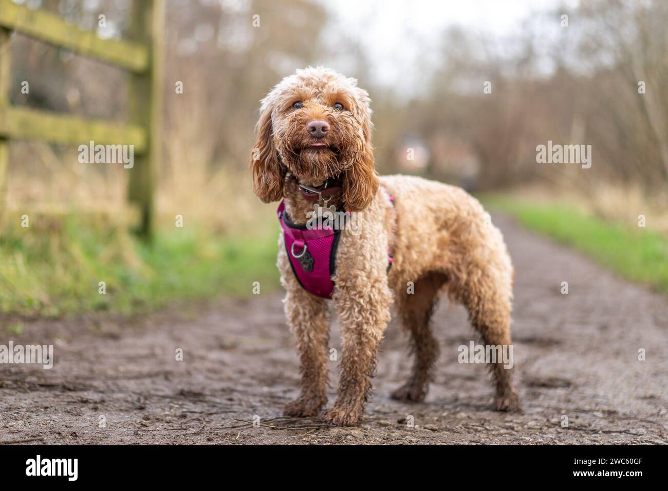 Kidderminster, Royaume-Uni. 14 janvier 2024. Météo au Royaume-Uni : avec des conditions humides et pluvieuses dans les Midlands aujourd'hui, les propriétaires de chiens profitent d'une pause sous la pluie pour sortir leurs animaux de compagnie pour profiter d'une promenade humide et boueuse le week-end ! Crédit : Lee Hudson/Alamy Live News Banque D'Images Kidderminster, Royaume-Uni. 14 janvier 2024. Météo au Royaume-Uni : avec des conditions humides et pluvieuses dans les Midlands aujourd'hui, les propriétaires de chiens profitent d'une pause sous la pluie pour sortir leurs animaux de compagnie pour profiter d'une promenade humide et boueuse le week-end ! Crédit : Lee Hudson/Alamy Live News Banque D'Images