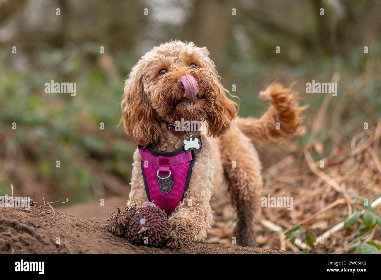 Kidderminster, Royaume-Uni. 14 janvier 2024. Météo au Royaume-Uni : avec des conditions humides et pluvieuses dans les Midlands aujourd'hui, les propriétaires de chiens profitent d'une pause sous la pluie pour sortir leurs animaux de compagnie pour profiter d'une promenade humide et boueuse le week-end ! Crédit : Lee Hudson/Alamy Live News Banque D'Images Kidderminster, Royaume-Uni. 14 janvier 2024. Météo au Royaume-Uni : avec des conditions humides et pluvieuses dans les Midlands aujourd'hui, les propriétaires de chiens profitent d'une pause sous la pluie pour sortir leurs animaux de compagnie pour profiter d'une promenade humide et boueuse le week-end ! Crédit : Lee Hudson/Alamy Live News Banque D'Images