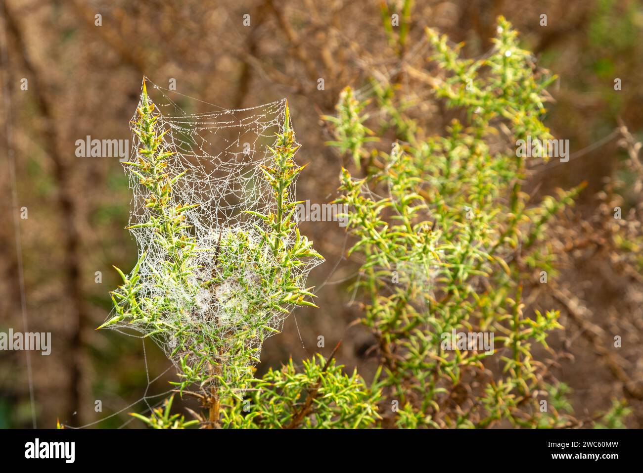 Ulex sp. Vu au Portugal Banque D'Images