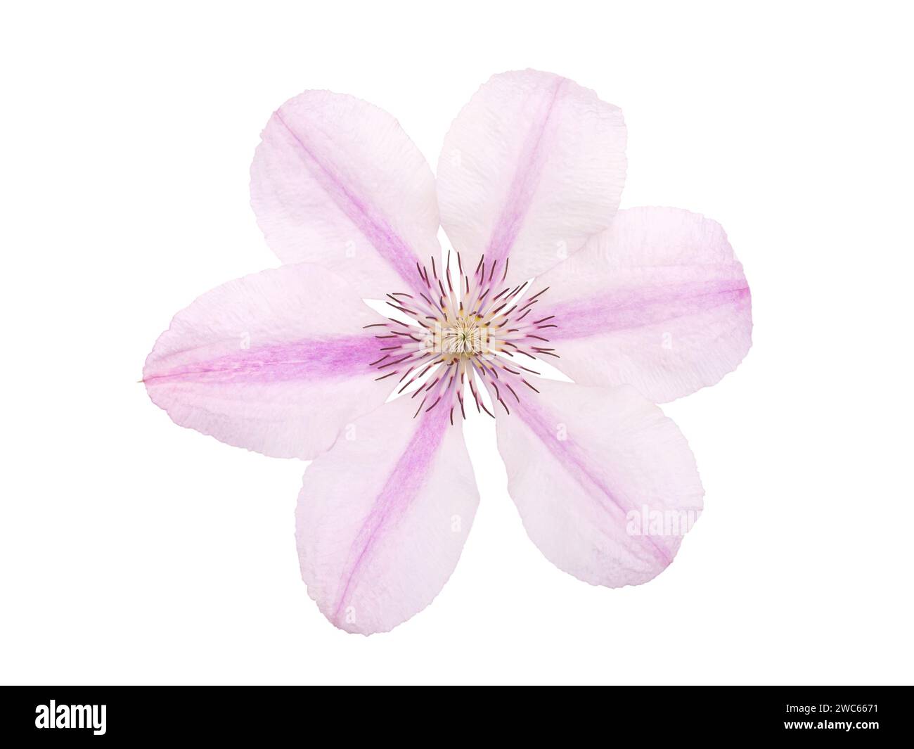 Clématites roses closeup isolé sur blanc. Clematis jackmanii fleurissent avec des pétales rayés blanc nacré. Banque D'Images