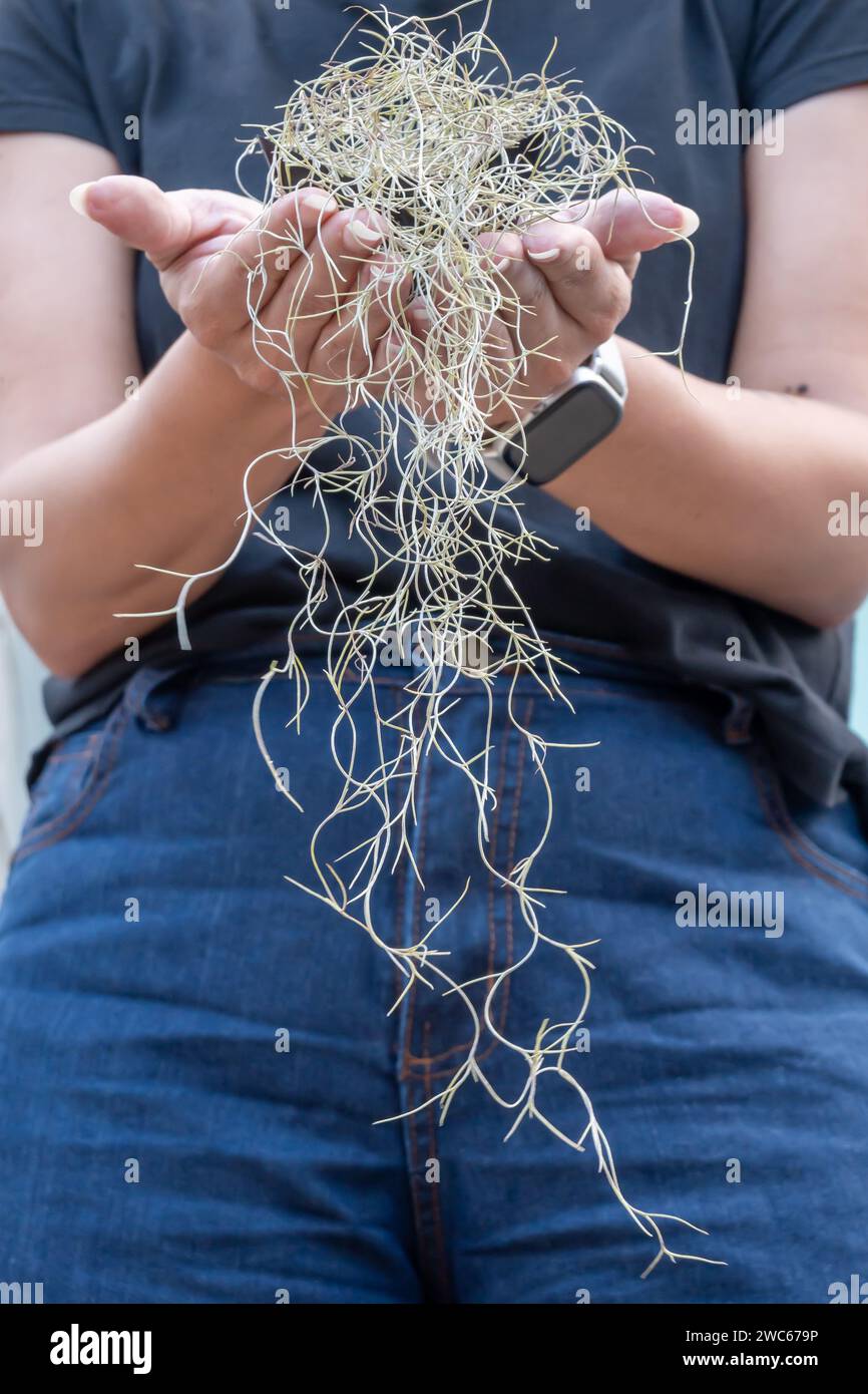 Femme tenant une plante aérienne avec ses mains. Banque D'Images