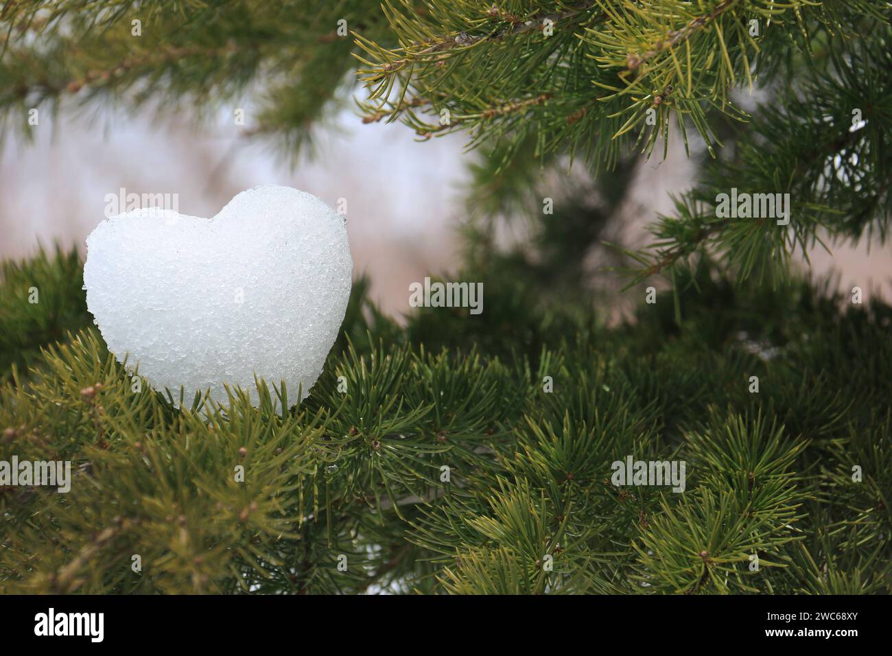 Une boule de neige en forme de coeur reposant sur une branche de cèdre. Banque D'Images