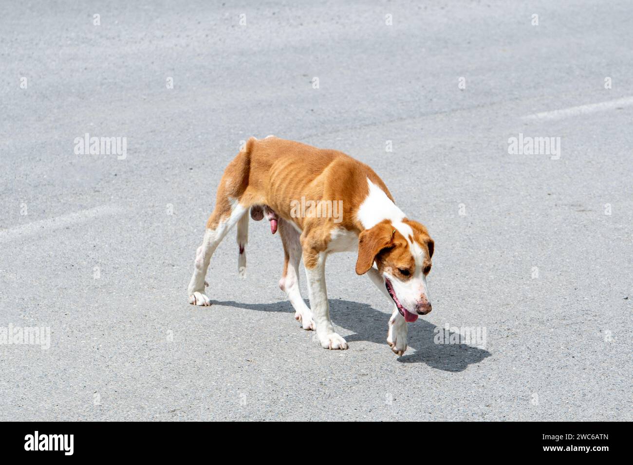 Affamé maigre chien errant brun et blanc couleurs, sur la route asphaltée. Lumière et ombre. Pattes. Banque D'Images