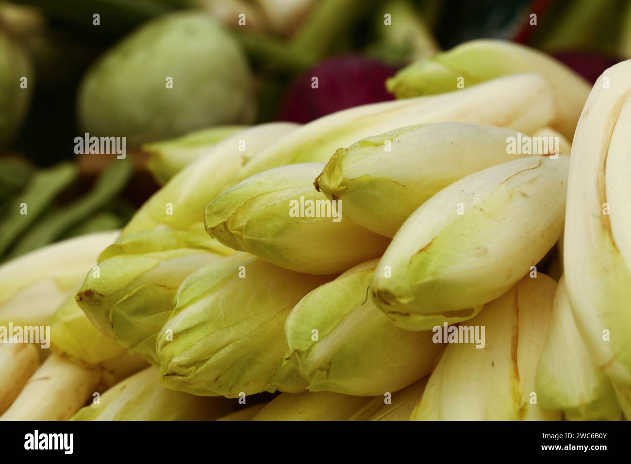 Gros plan endive vert blanc frais, chicorée salat (Cichorium endivia) à l'exposition au détail du marché fermier, vue à grand angle Banque D'Images