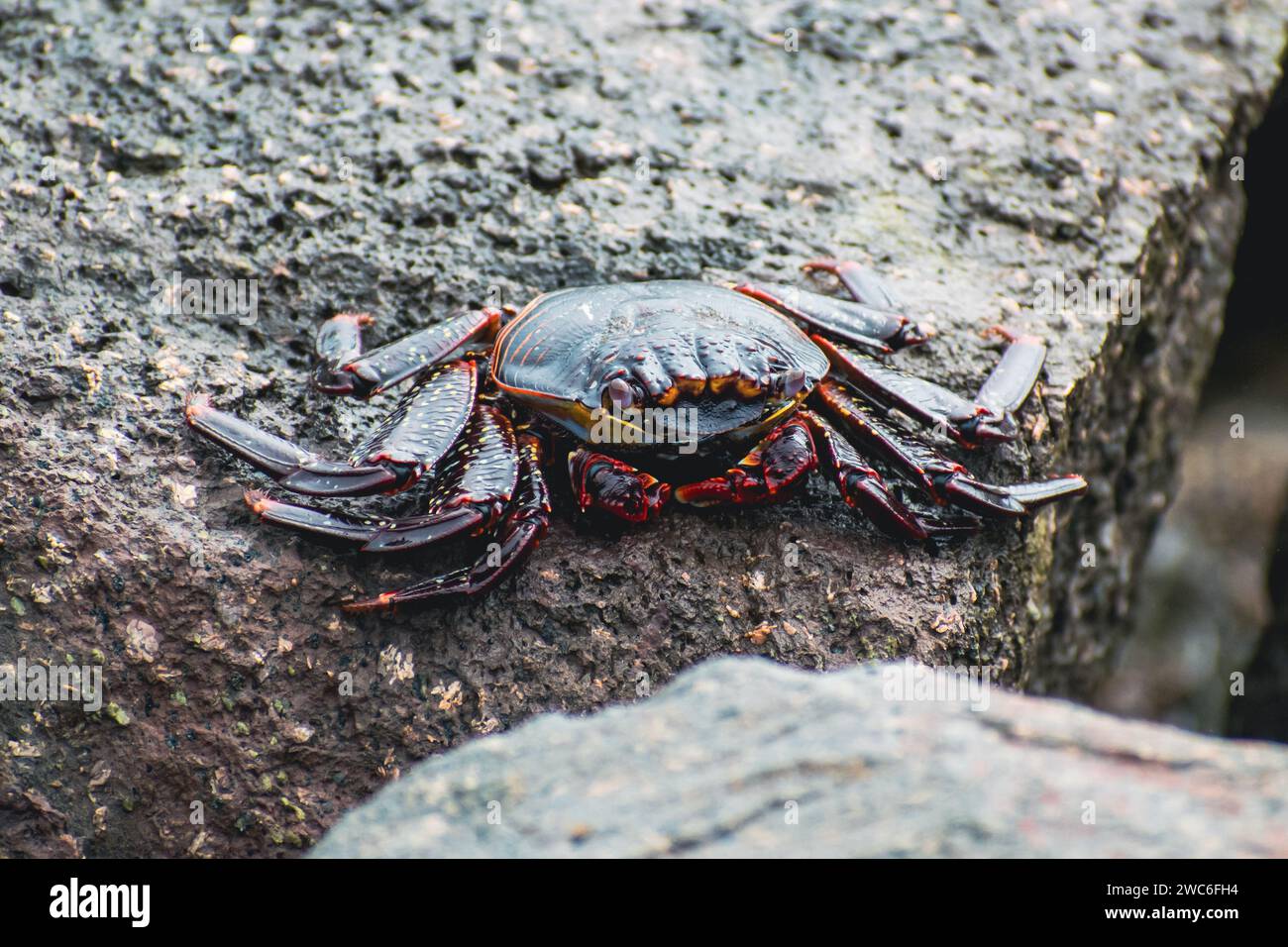 Un crabe perché au sommet d'un rocher blanchi au soleil sur le rivage d'une plage. Banque D'Images