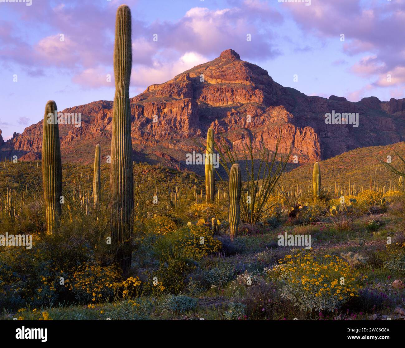 La tête de Montezuma au Organ Pipe Cactus National Monument dans le sud de l'Arizona. Banque D'Images