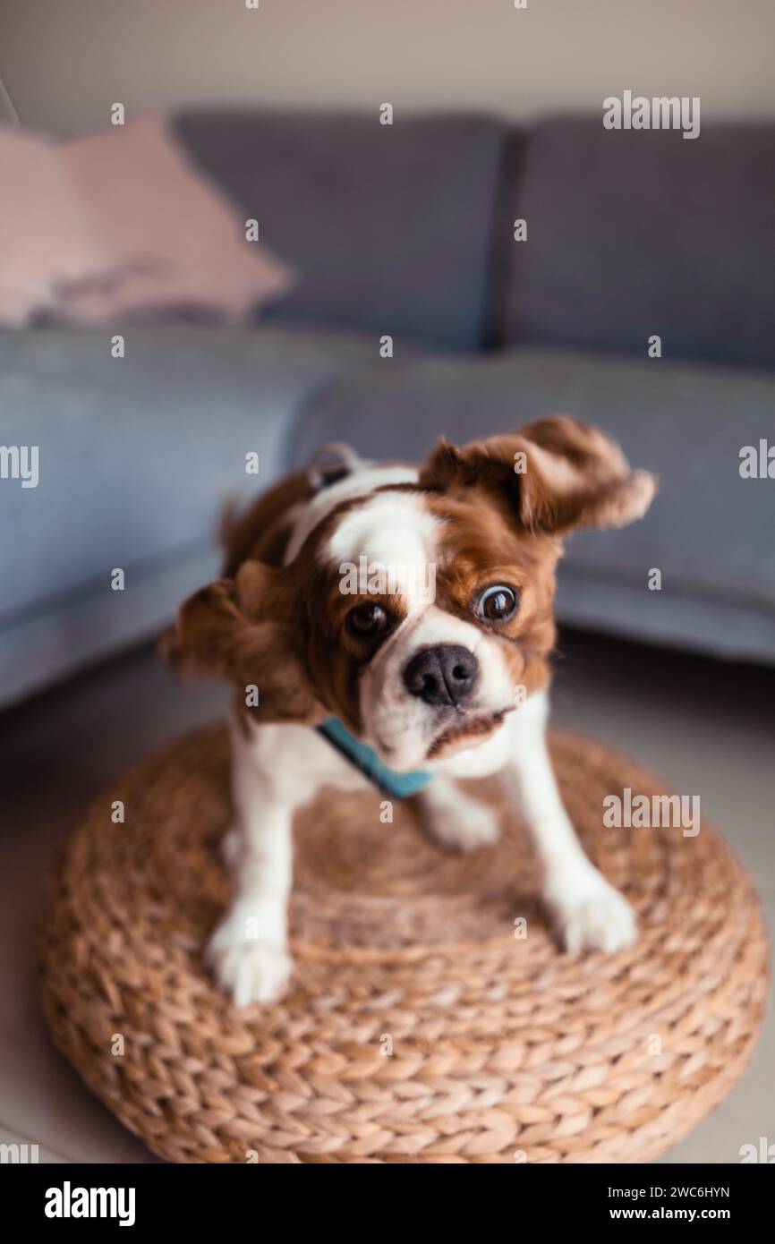 Mignon cavalier roi charles Spaniel chien assis sur le sol, secouant la tête Banque D'Images