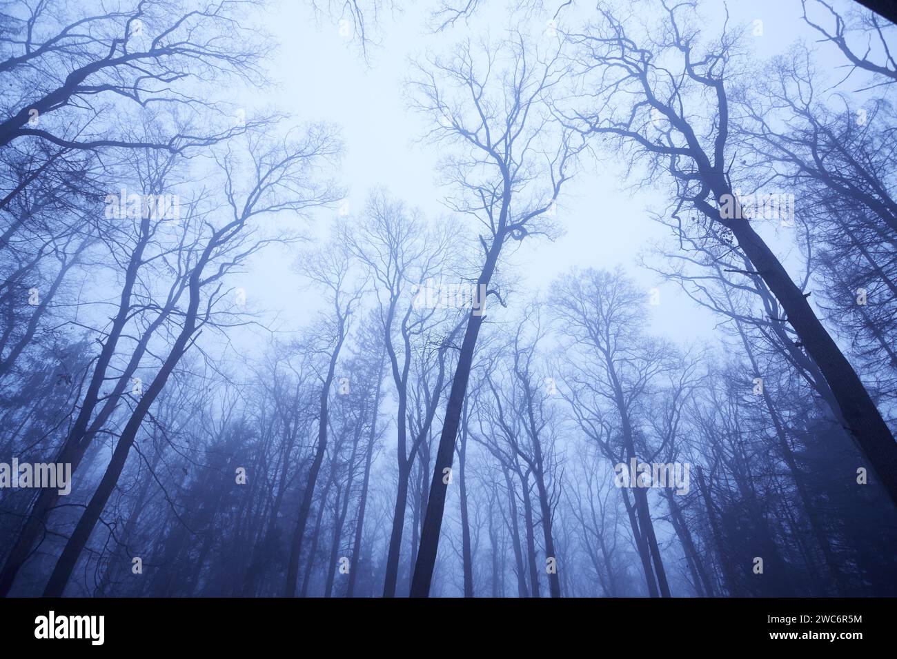 cime des arbres dans une forêt d'hiver, vue à faible angle, temps brumeux Banque D'Images