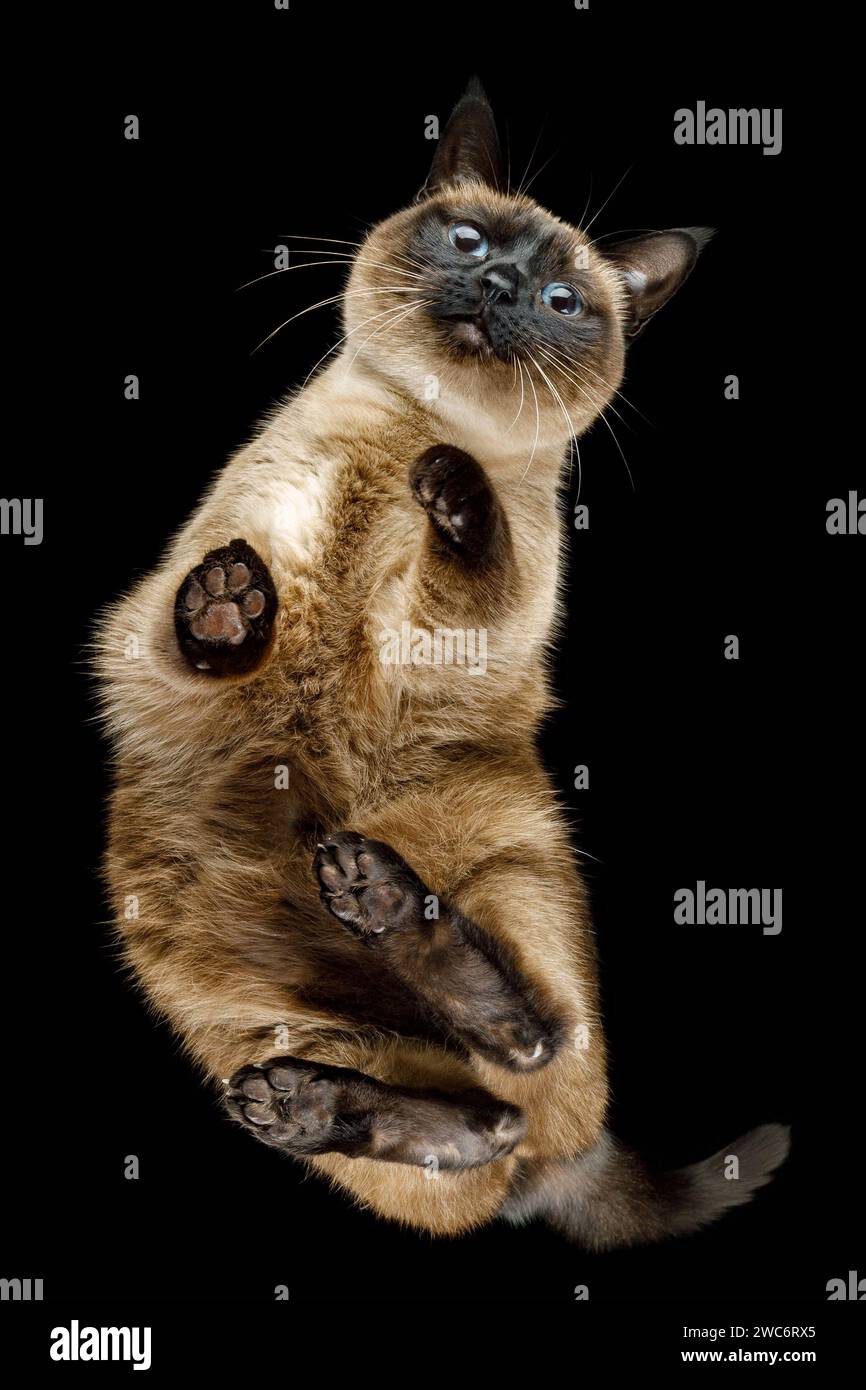 Vue de dessous de chat brun siamois debout avec des coussinets de pattes mignons et curieux visage regardant sur fond noir isolé Banque D'Images