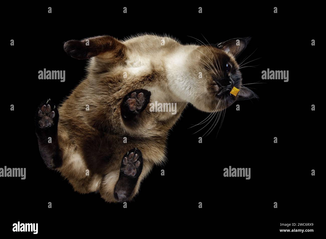 Mignon chat siamois heureux mange de la nourriture sur un fond noir, la vue d'en bas. Angle inhabituel, planant pour un animal de compagnie. Banque D'Images