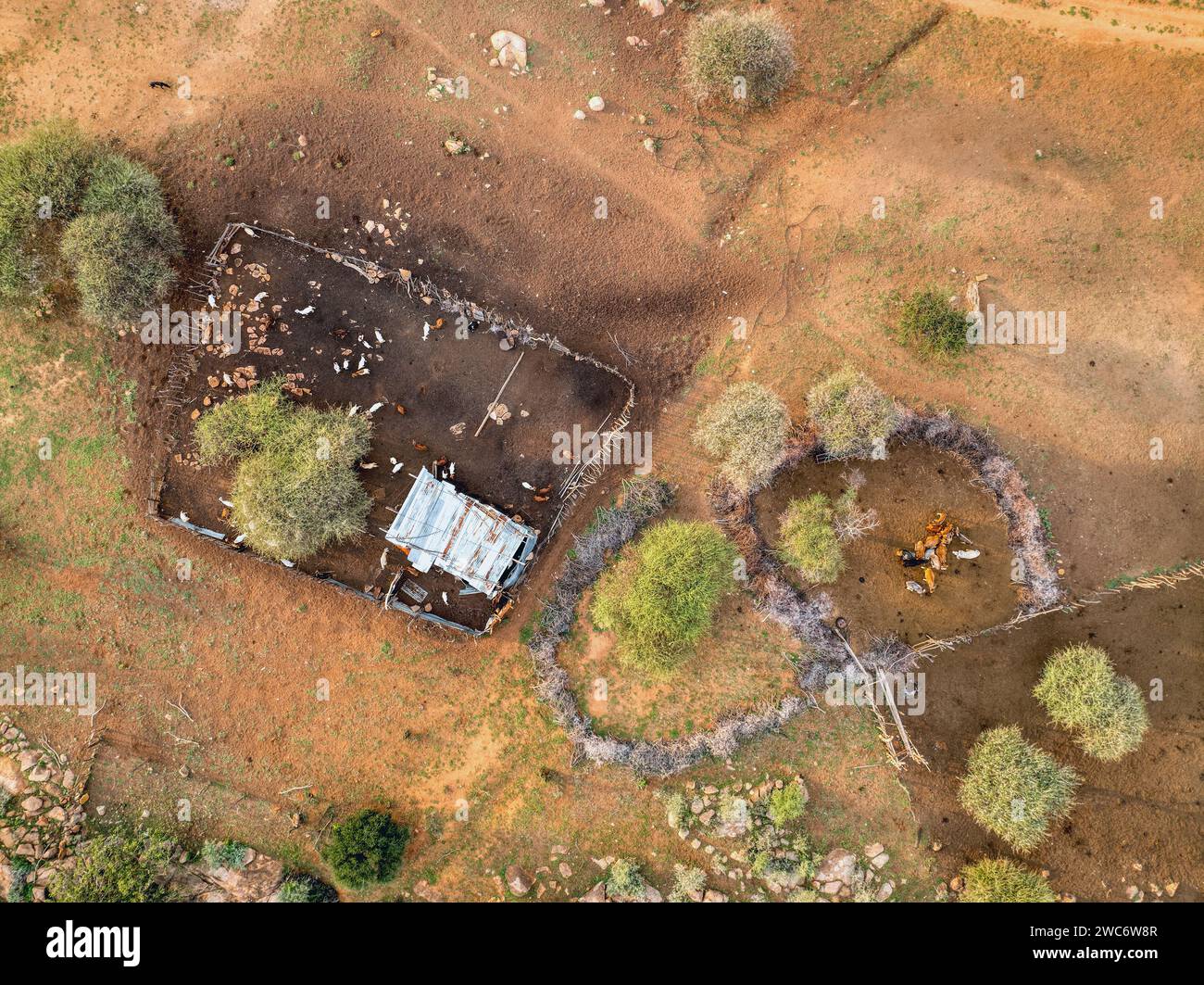vue aérienne du kraal, chèvres à l'intérieur de la clôture mangeant Banque D'Images