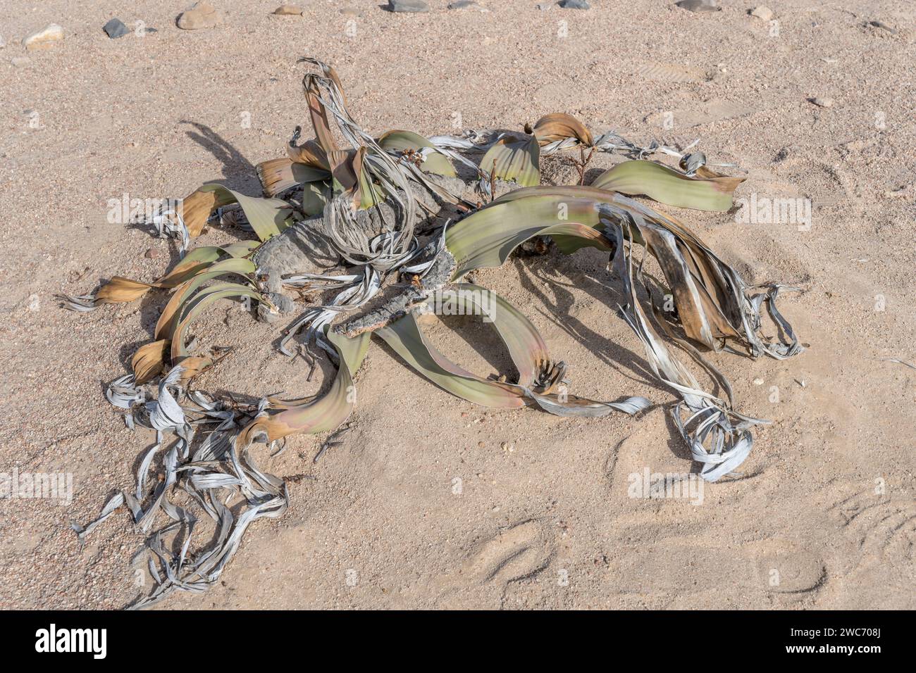 Plante femelle Weltwitschia mirabilis dans le désert de la vallée de la Lune, photographiée dans une lumière brillante de la fin du printemps près de Swakopmund, Namibie, Afrique Banque D'Images