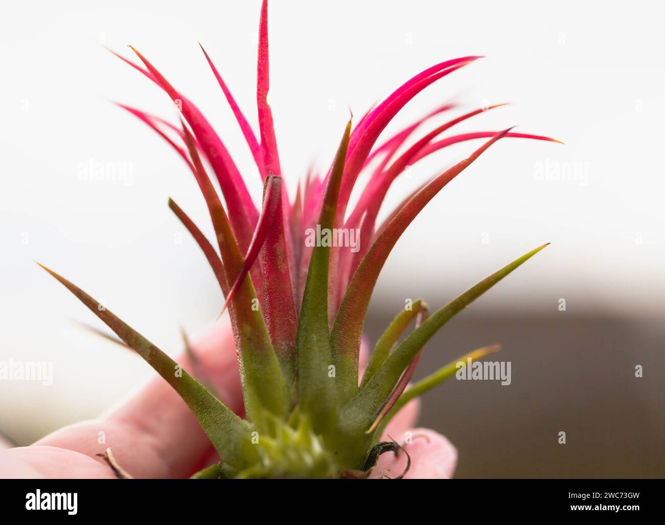 Gros plan d'une main tenant une plante sir coloutful, Tillandsia ionantha Mexican Sky plant. Banque D'Images