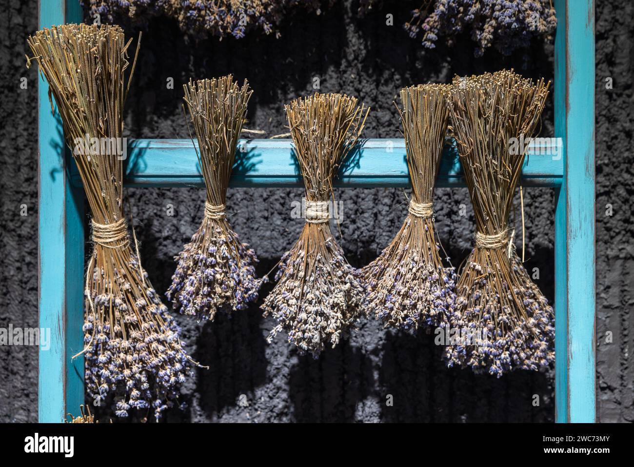 Grappes de lavande séchée accrochées sur un support en bois bleu Banque D'Images