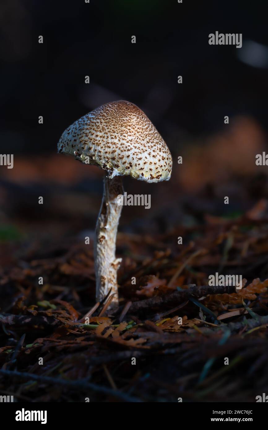 Dapperling de châtaignier ou petit parasol (Lepiota castanea) Banque D'Images