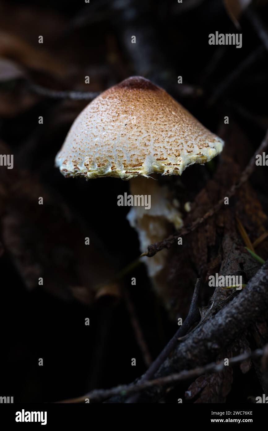 Dapperling de châtaignier ou petit parasol (Lepiota castanea) Banque D'Images