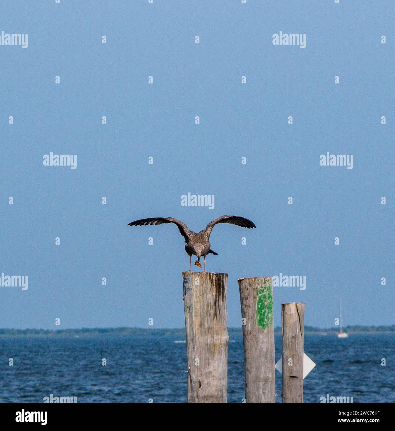 Un pélican majestueux se soulève gracieusement de la surface chatoyante de la mer, en laissant la jetée derrière lui Banque D'Images