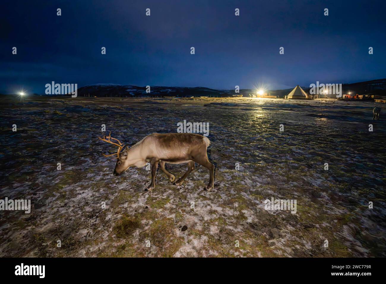 Solheim, Troms og Finnmark, Norvège. 9 janvier 2024. Un renne domestique norvégien (Rangifer tarandus tarandus tarandus) paissant dans les plaines d'une ferme de sÂ·mi. À TromsÃ¸ et dans les environs, l'élevage du renne est une activité importante. Il y a plusieurs fermes de rennes qui offrent des expériences pour les visiteurs, offrant la possibilité d'en apprendre davantage sur la vie des rennes et la culture sami. En Norvège, l ' élevage du renne est une activité durable qui se déroule dans le respect des pratiques traditionnelles et contribue à la préservation de la culture sami. En outre, les rennes jouent un rôle important dans Banque D'Images