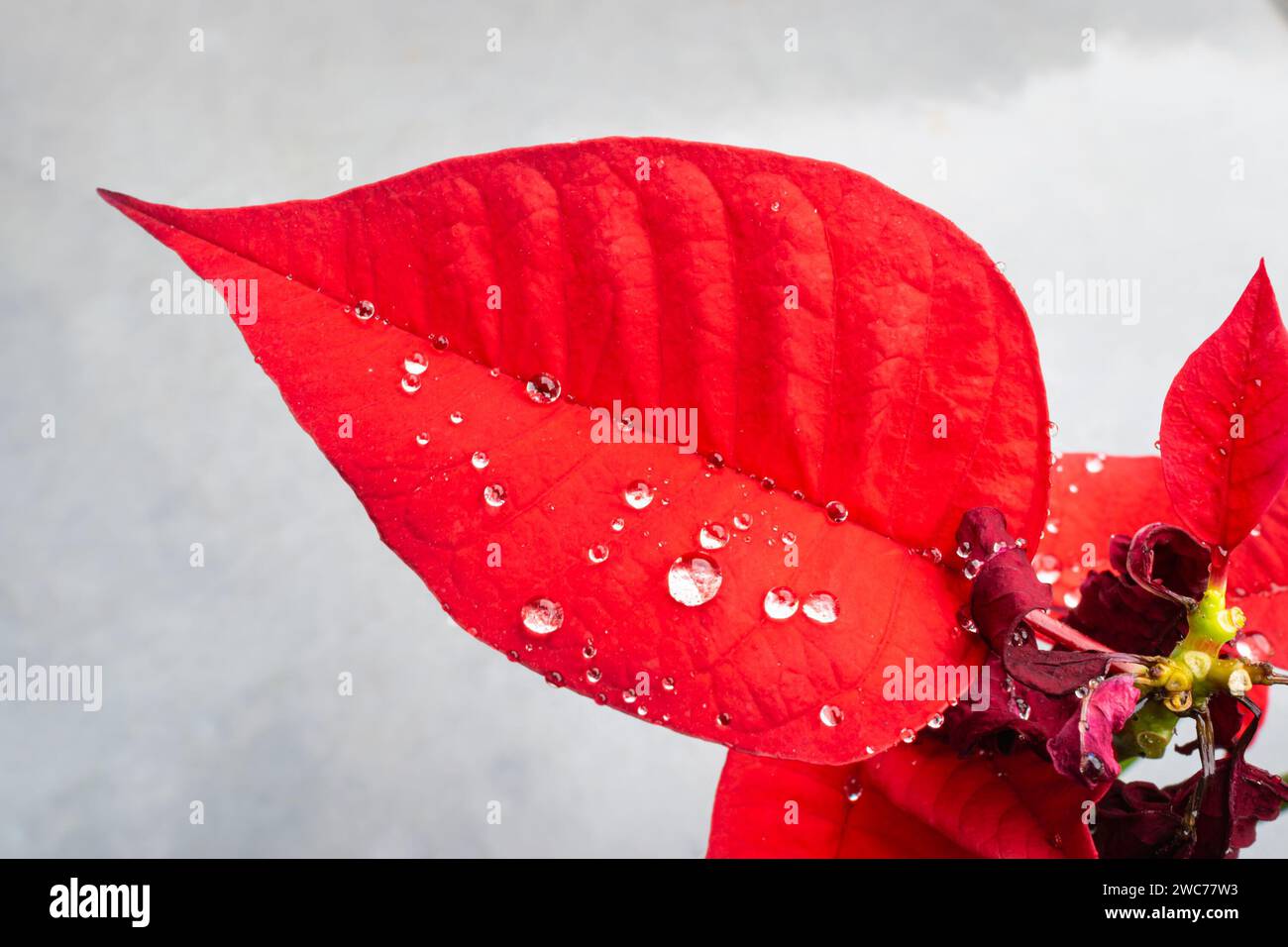 Gouttelettes d'eau sur la feuille rouge de la Poinsettia, également connue sous le nom de fleur de Noël Banque D'Images