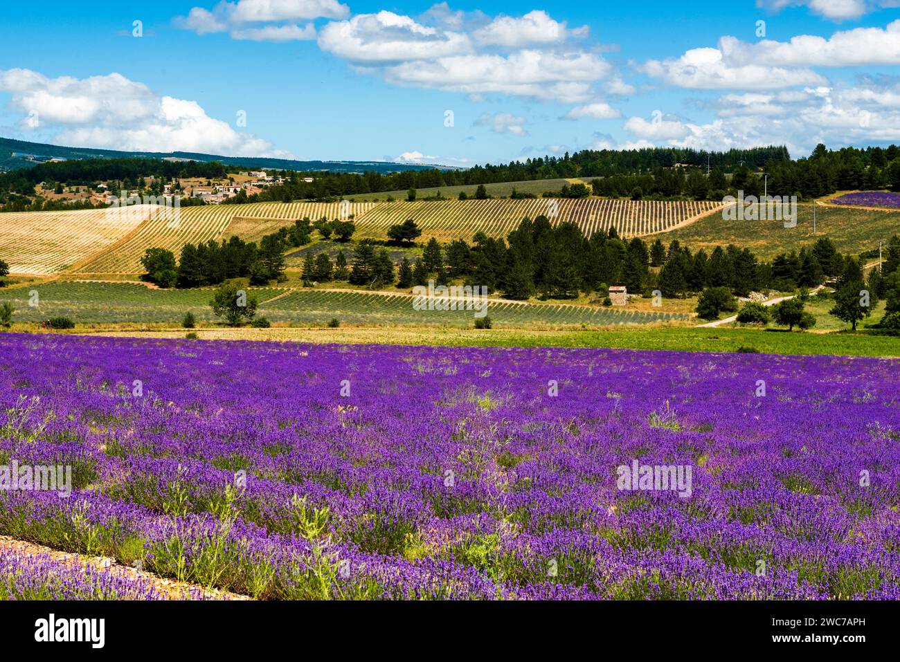 Champ de lavande près de Sault dans le Vaucluse, France Banque D'Images