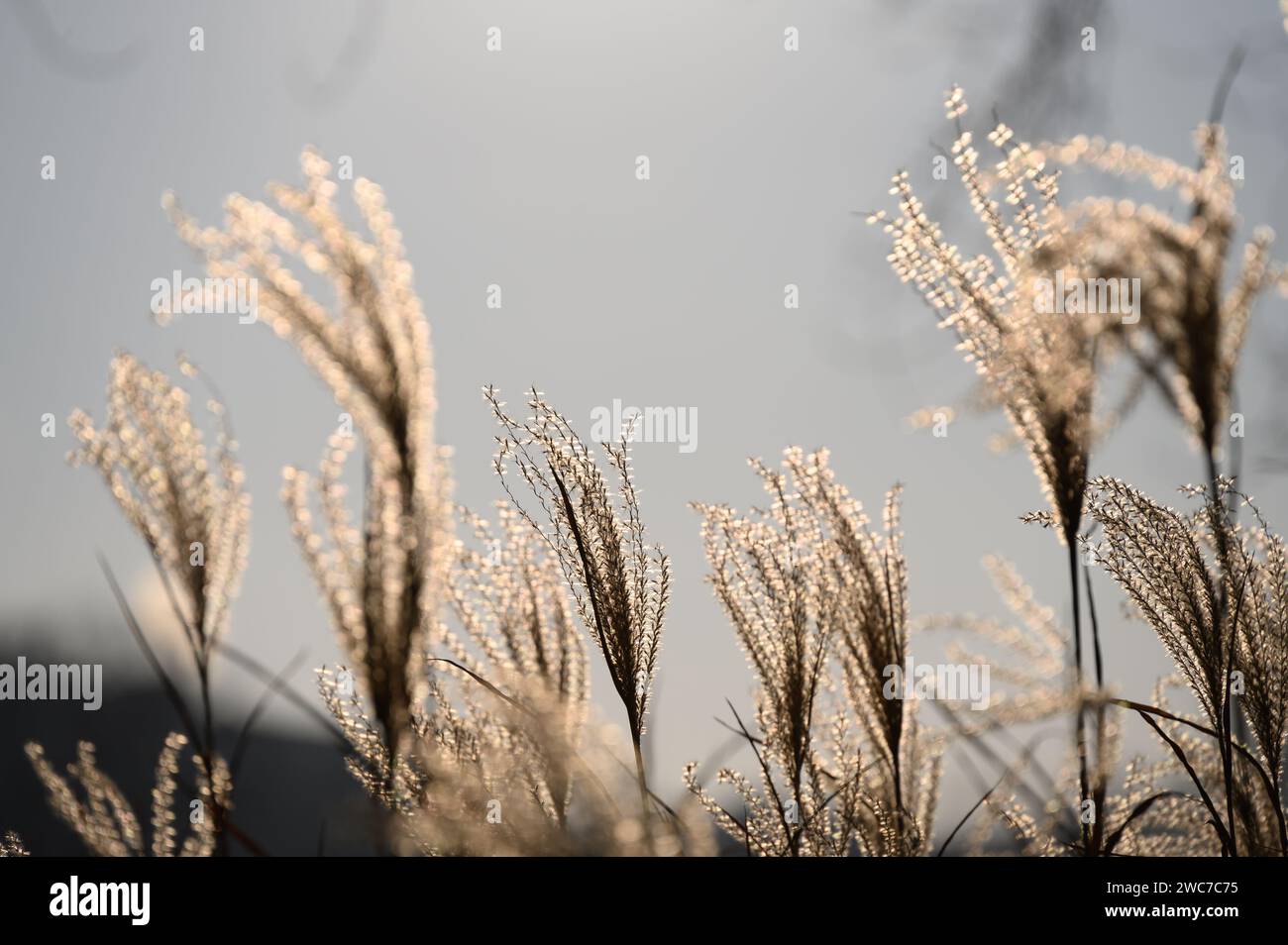 Rétro-éclairé Maiden Silvergrass ou Miscanthus sinensis, originaire d'Asie orientale avec une mise au point douce, créant un fond serein et naturel avec soleil doré Banque D'Images