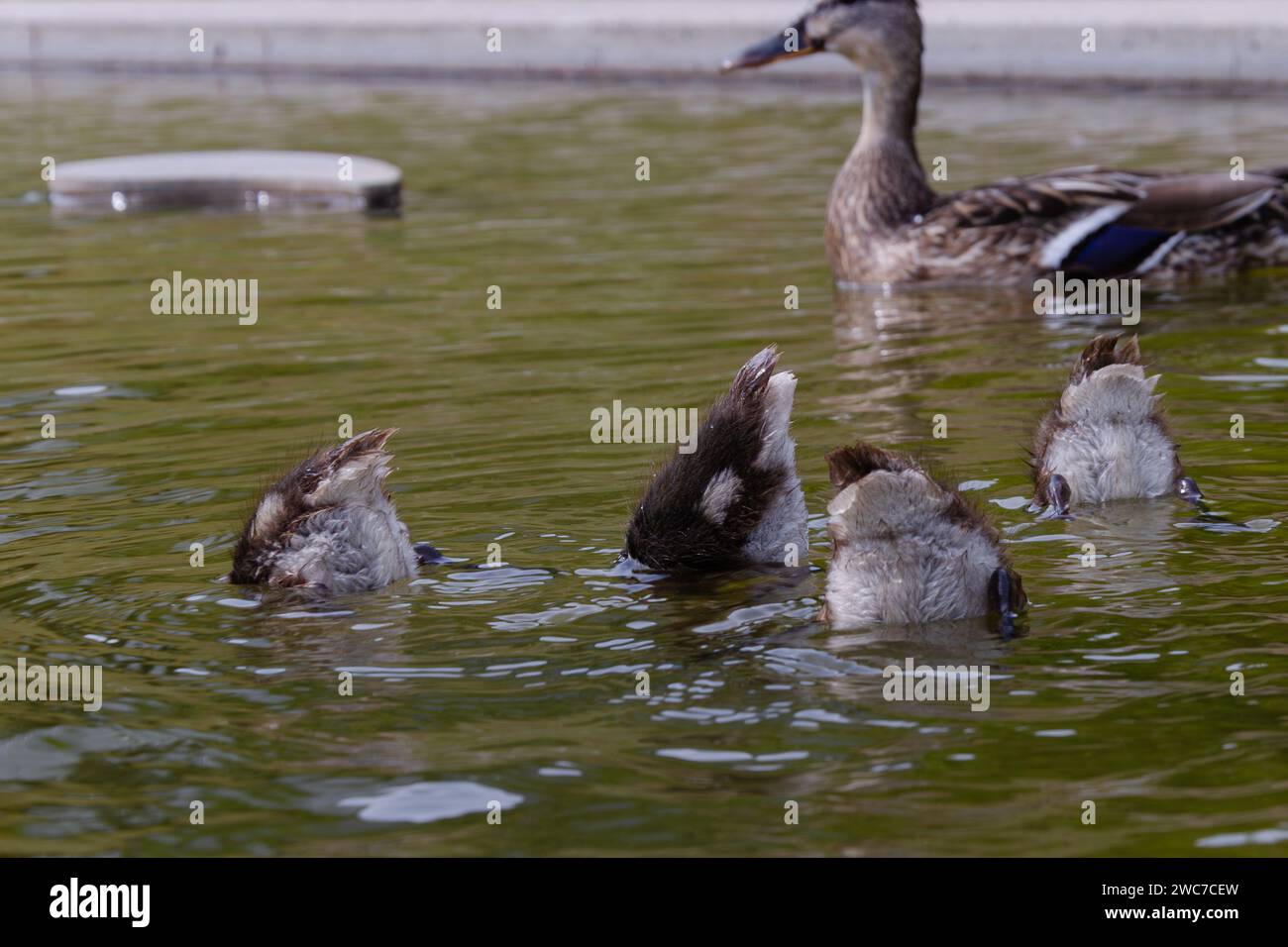 les queues des plongeurs canard au-dessus de l'eau Banque D'Images