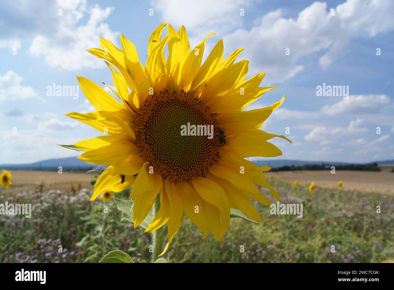 Floraison d'un tournesol dans une bande de fleurs sauvages au bord d'un champ en contre-jour avec un bourdon. Un ciel bleu-blanc ensoleillé. Banque D'Images