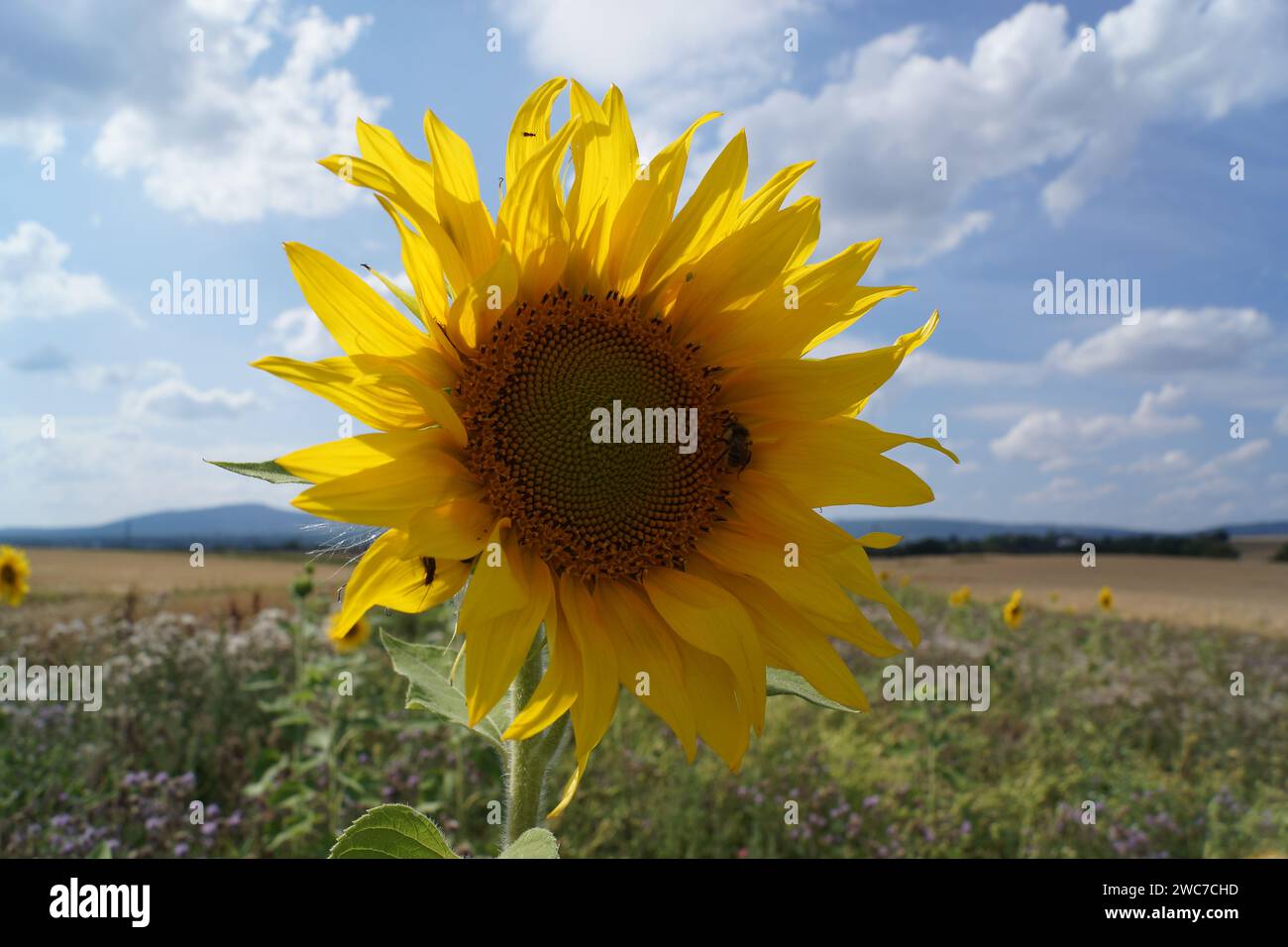 Floraison d'un tournesol dans une bande de fleurs sauvages au bord d'un champ en contre-jour avec un bourdon. Un ciel bleu-blanc ensoleillé. Banque D'Images