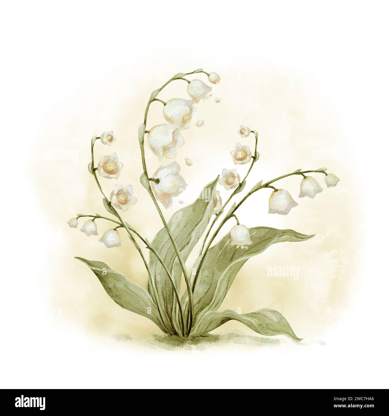 Impression aquarelle de Lily of the Valley. Aquarelle fleur lys de la vallée Illustration. Jardin Flower Aquarelle Clipart Vintage nursery Decor Banque D'Images